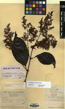 Type specimen at Edinburgh (E). Cowan, John: 2212. Barcode: E00080057.