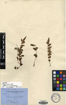 Type specimen at Edinburgh (E). Brown, Robert: 47. Barcode: E00080328.