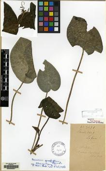 Type specimen at Edinburgh (E). Cavalerie, Pierre: 3671. Barcode: E00080807.