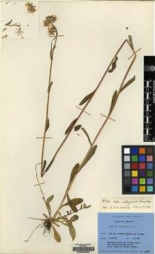 Type specimen at Edinburgh (E). Ludlow, Frank; Sherriff, George; Hicks, J.: 16999. Barcode: E00080959.