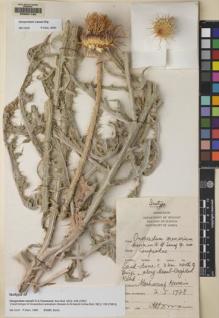 Type specimen at Edinburgh (E). Hossain, Mosharraf: . Barcode: E00081103.