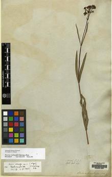 Type specimen at Edinburgh (E). Wallich, Nathaniel: 821. Barcode: E00081254.