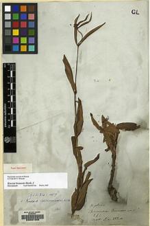 Type specimen at Edinburgh (E). Wallich, Nathaniel: 822A. Barcode: E00081256.