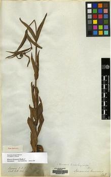 Type specimen at Edinburgh (E). Wallich, Nathaniel: 822A. Barcode: E00081257.
