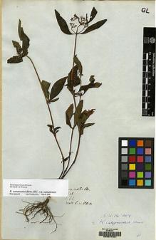 Type specimen at Edinburgh (E). Wallich, Nathaniel: 820A. Barcode: E00081301.