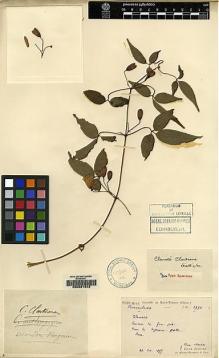Type specimen at Edinburgh (E). Martin, Léon; Bodinier, Emile: 1990. Barcode: E00081542.