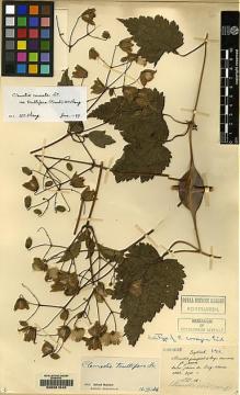 Type specimen at Edinburgh (E). Maire, Edouard-Ernest: . Barcode: E00081543.