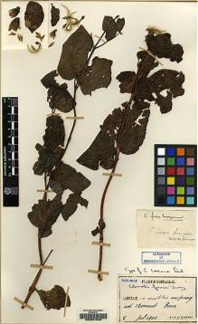 Type specimen at Edinburgh (E). Faurie, Urbain: 8. Barcode: E00081545.