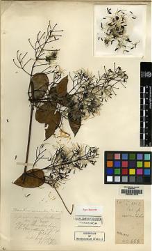 Type specimen at Edinburgh (E). Cavalerie, Pierre: 664. Barcode: E00081549.