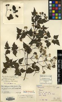 Type specimen at Edinburgh (E). Martin, Léon; Bodinier, Emile: 1882. Barcode: E00081571.