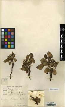 Type specimen at Edinburgh (E). Cooper, Roland: 630. Barcode: E00081874.