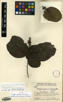Type specimen at Edinburgh (E). Handel-Mazzetti, Heinrich: 9018. Barcode: E00083005.