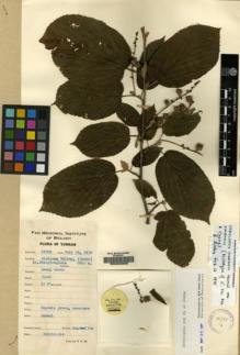 Type specimen at Edinburgh (E). Yu, Tse-tsun: 19509. Barcode: E00083065.