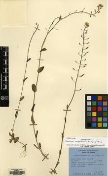Type specimen at Edinburgh (E). Polunin, Oleg; Sykes, William; Williams, Leonard: 4199. Barcode: E00083220.