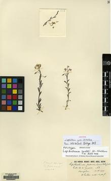 Type specimen at Edinburgh (E). Gould, B.J.: 466. Barcode: E00083251.