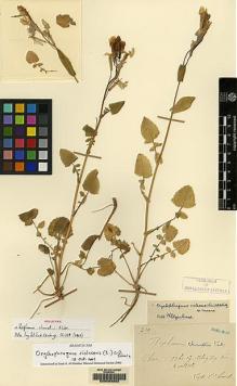 Type specimen at Edinburgh (E). Chanet, Louis: 200. Barcode: E00083302.
