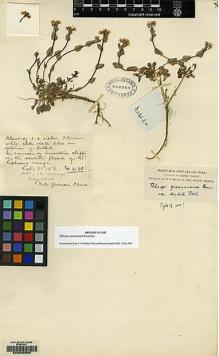 Type specimen at Edinburgh (E). Forrest, George: 2130. Barcode: E00083306.