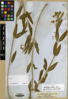 Type specimen at Edinburgh (E). Schimper, Wilhelm: 379. Barcode: E00083430.