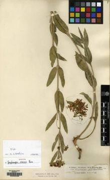Type specimen at Edinburgh (E). Schimper, Wilhelm: 379. Barcode: E00083433.