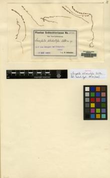 Type specimen at Edinburgh (E). Schlechter, Friedrich: 15473. Barcode: E00083450.