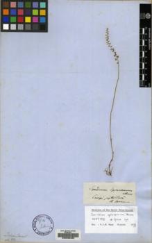 Type specimen at Edinburgh (E). Spruce, Richard: 170. Barcode: E00083452.
