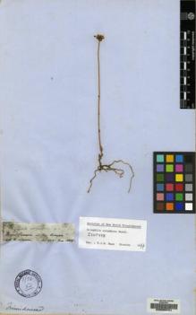 Type specimen at Edinburgh (E). Spruce, Richard: 2528. Barcode: E00083454.