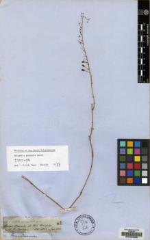 Type specimen at Edinburgh (E). Spruce, Richard: 2844. Barcode: E00083455.