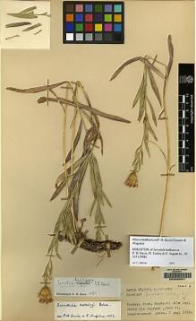 Type specimen at Edinburgh (E). Davis, Peter; Polunin, Oleg: 23948. Barcode: E00083591.