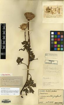 Type specimen at Edinburgh (E). Faurie, Urbain: 1086. Barcode: E00083640.