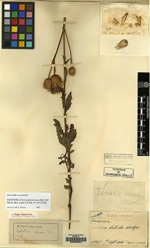 Type specimen at Edinburgh (E). Faurie, Urbain: 1085. Barcode: E00083641.