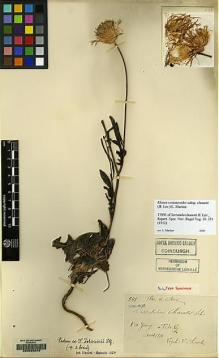 Type specimen at Edinburgh (E). Chanet, Louis: 551. Barcode: E00083649.