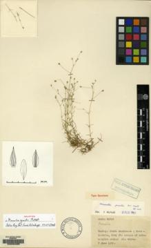 Type specimen at Edinburgh (E). Davis, Peter: 21616. Barcode: E00084085.