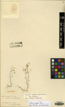 Type specimen at Edinburgh (E). Boissier, Pierre: . Barcode: E00084089.