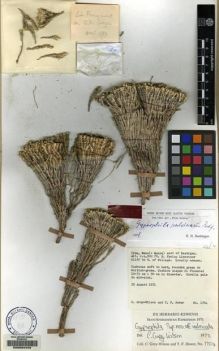 Type specimen at Edinburgh (E). Grey-Wilson, Christopher; Hewer, T.: 1704. Barcode: E00084443.
