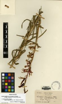 Type specimen at Edinburgh (E). Purpus, Carl: 234. Barcode: E00084454.