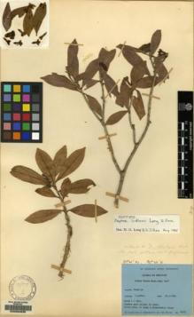 Type specimen at Edinburgh (E). Ludlow, Frank; Sherriff, George; Hicks, J.: 18919. Barcode: E00084635.