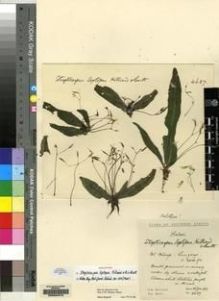 Type specimen at Edinburgh (E). Hilliard, Olive; Burtt, Brian: 4637. Barcode: E00084919.