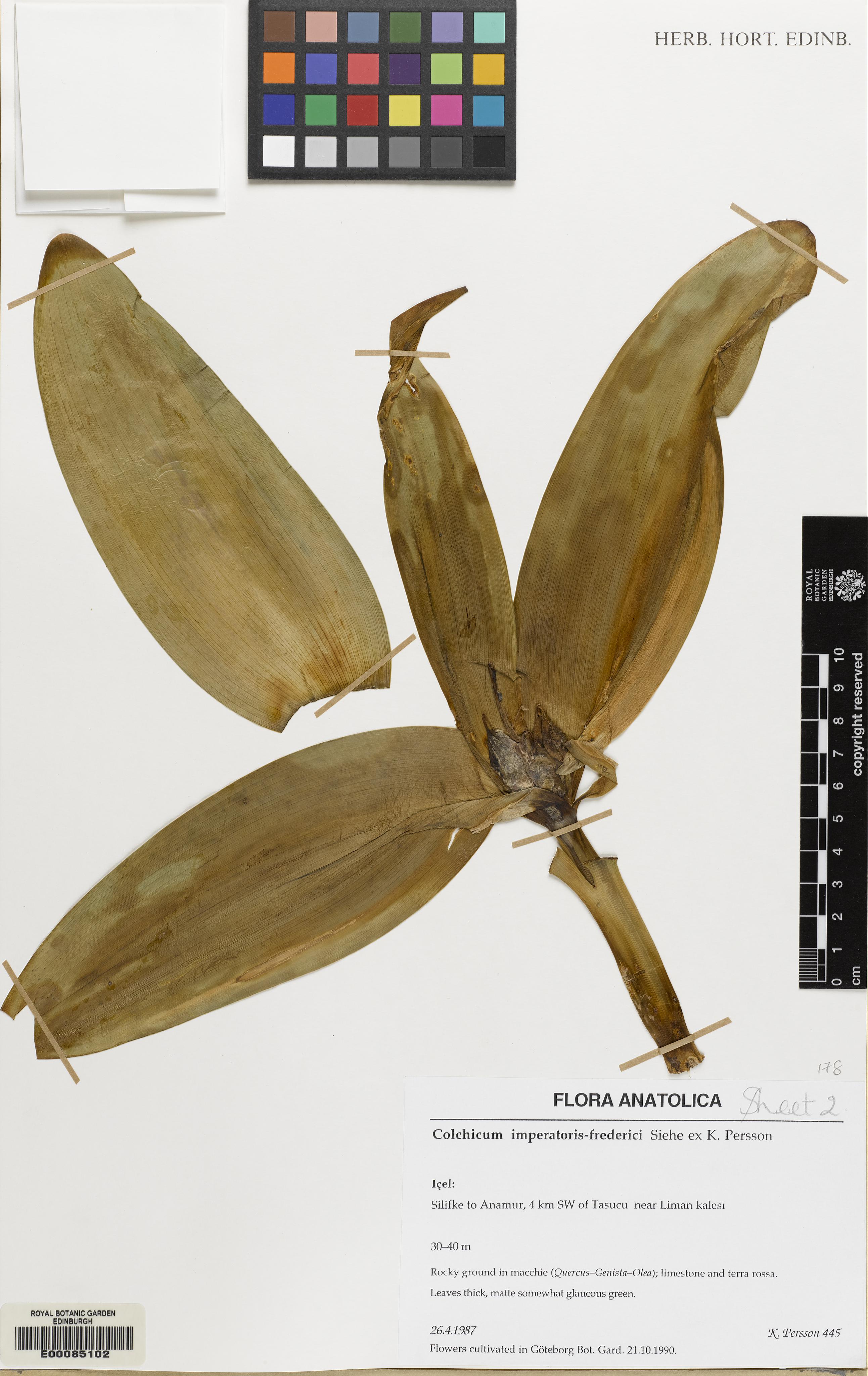 Colchicum imperatoris-friderici