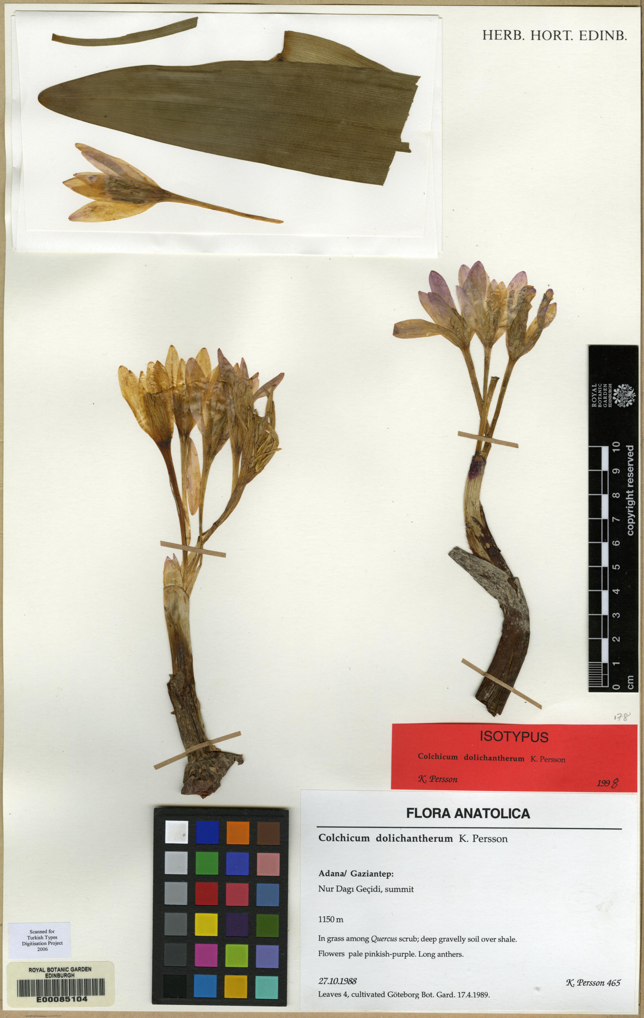 Colchicum dolichantherum