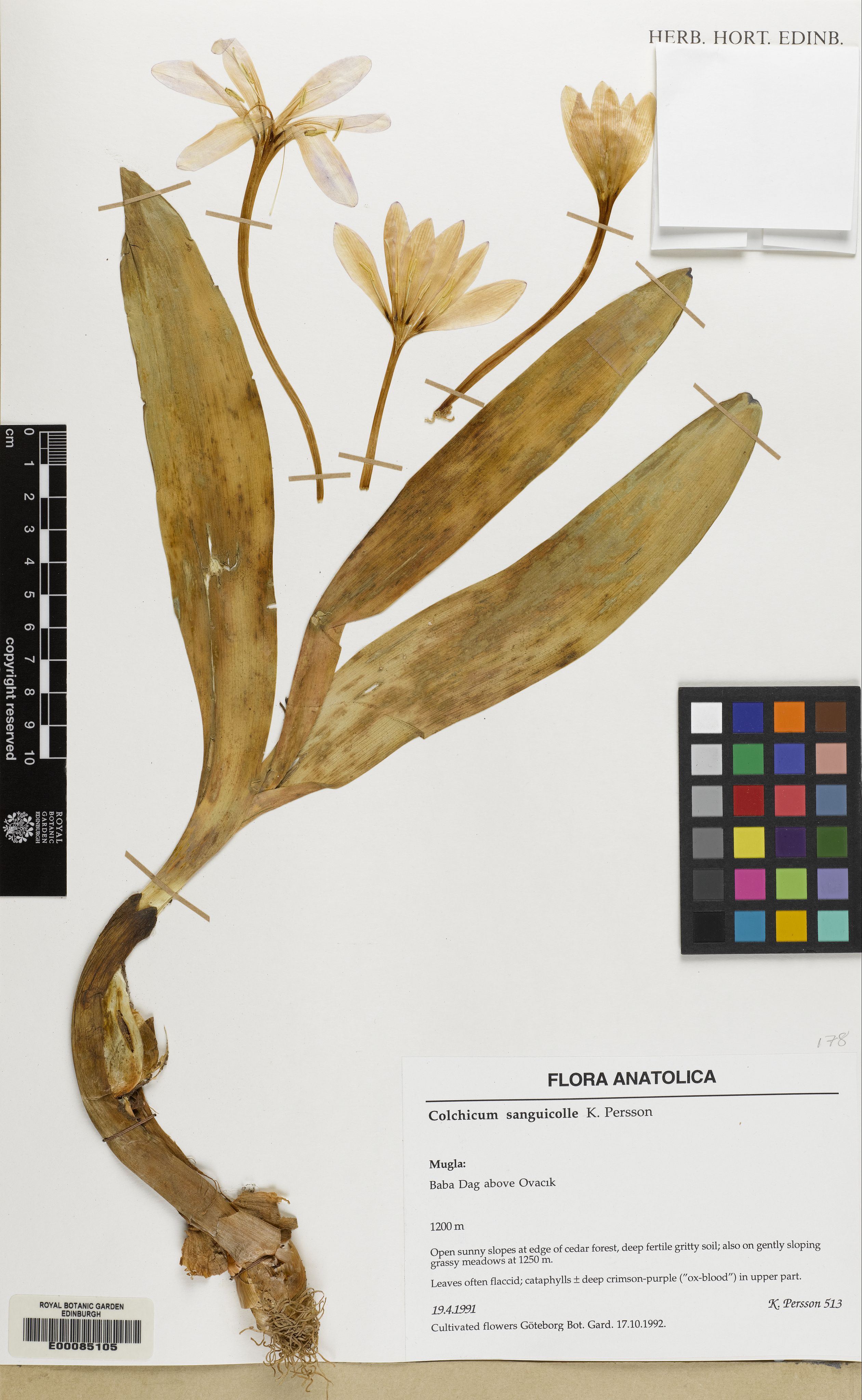 Colchicum sanguicolle