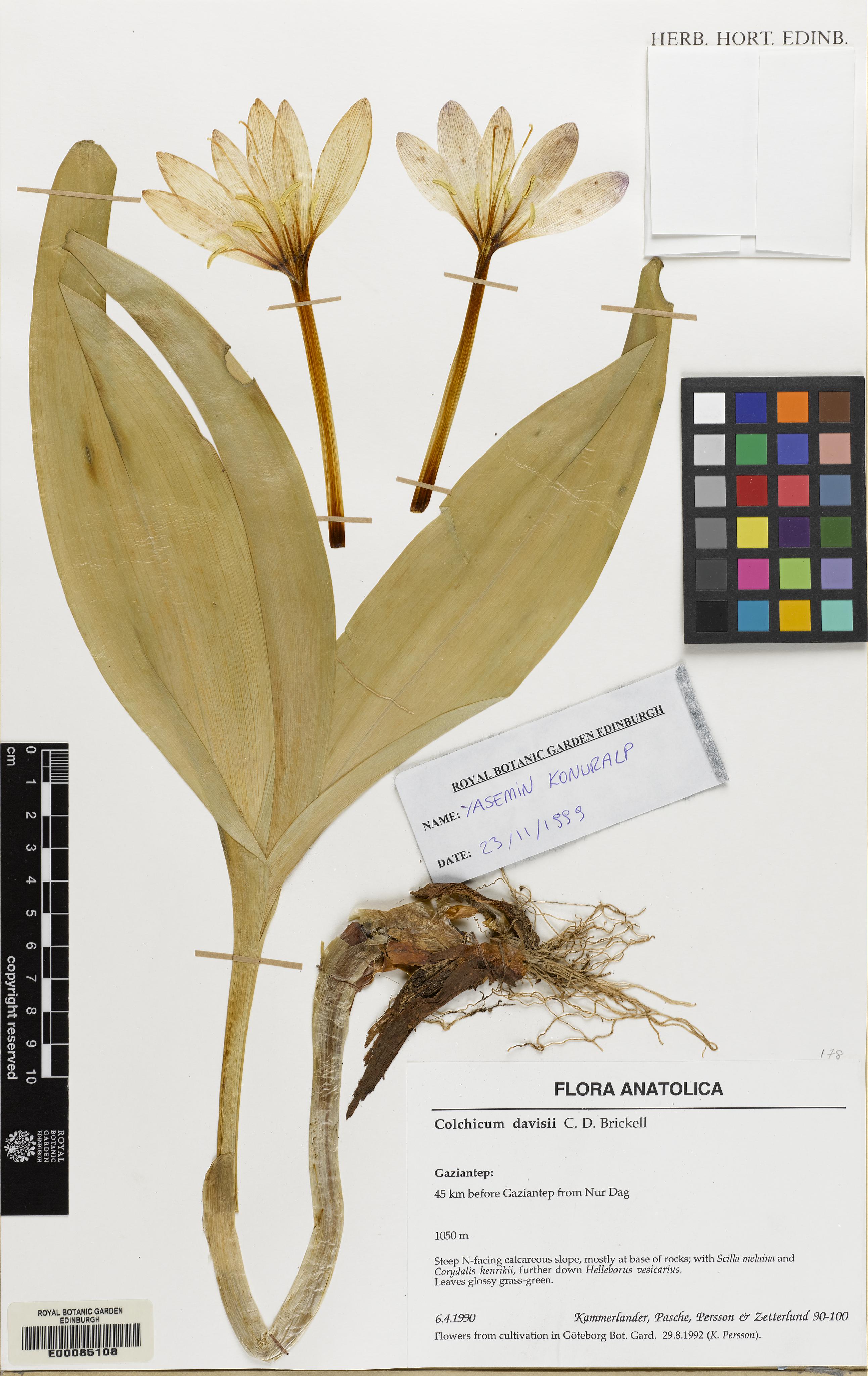 Colchicum davisii