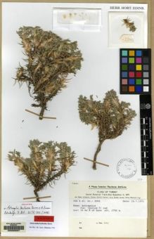 Type specimen at Edinburgh (E). Danish Botanical Trans-Asia Expedition III: 2202. Barcode: E00085267.