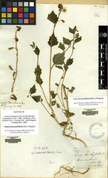 Type specimen at Edinburgh (E). Cuming, Hugh: 1051. Barcode: E00085292.