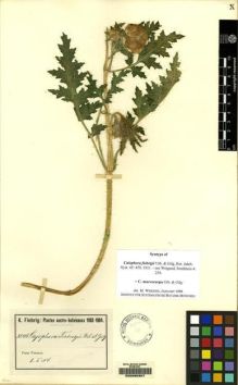 Type specimen at Edinburgh (E). Fiebrig, Karl: 3346. Barcode: E00085307.