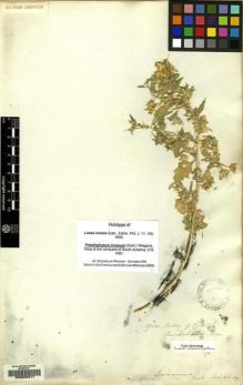 Type specimen at Edinburgh (E). Cruckshanks, Alexander: . Barcode: E00085317.