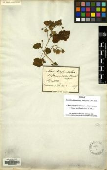 Type specimen at Edinburgh (E). Martius, Carl: . Barcode: E00085322.