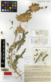 Type specimen at Edinburgh (E). Vvedensky, Aleksei; Kovallevskaja, S.: 6233. Barcode: E00085516.