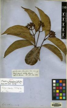 Type specimen at Edinburgh (E). Spruce, Richard: 2477. Barcode: E00085612.
