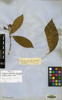 Type specimen at Edinburgh (E). Spruce, Richard: 1723. Barcode: E00085613.
