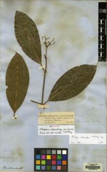 Type specimen at Edinburgh (E). Spruce, Richard: 1902. Barcode: E00085614.